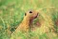 Cute European ground squirrel. Lovely gnawer feeding in grass& x28;Spermophilus citellus& x29;