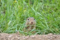 Cute European ground squirrel Spermophilus citellus, Ziesel, Go