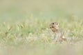 Cute European ground squirrel standing and eating on a field of green grass Royalty Free Stock Photo