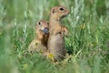 Two cute European ground squirrels Royalty Free Stock Photo