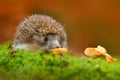 Cute European Hedgehog, Erinaceus europaeus, eating orange mushroom in the green moss. Funny image from nature. Wildlife forest wi Royalty Free Stock Photo