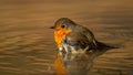 Cute european robin bathing in water from side low angle view