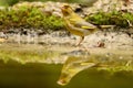 Cute European robin bird reflecting on a lake during daytime Royalty Free Stock Photo