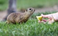 Cute Europen ground squirrel eat in the natural environenment, close up, detail, Spermophilus citellus, Slovakia Royalty Free Stock Photo
