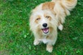 Cute and excited dog in the grass Royalty Free Stock Photo