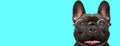 Cute excited French Bulldog dog sticking out his tongue Royalty Free Stock Photo