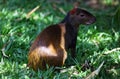 Cute exotic agouti little mammal rodent from Central south america in Costa Rica