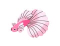 Cute exotic betta fish swimming. Tropical little small water animal with big tail, large flowing fins. Beautiful marine