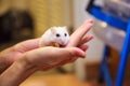 Cute exotic female Winter White Dwarf Hamster Winter White Dwarf, Djungarian, Siberian Hamster cries happy tears on owner palm h