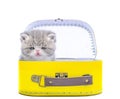 Cute persian kitten  inside a suitcase  on isolated white background Royalty Free Stock Photo