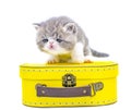 Cute persian kitten  inside a suitcase  on isolated white background Royalty Free Stock Photo