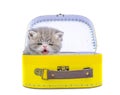 Cute persian kitten  inside a suitcase  on isolated white background Royalty Free Stock Photo