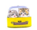 Cute persian kittens  inside a suitcase  on isolated white background Royalty Free Stock Photo