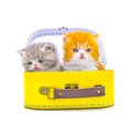 Cute persian kittens  inside a suitcase  on isolated white background Royalty Free Stock Photo
