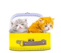 Cute persian kittens  inside a suitcase  on isolated white background Royalty Free Stock Photo