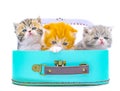 Cute persian kittens  inside a suitcase  on isolated white background Royalty Free Stock Photo