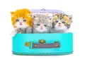 Cute persian kittens  inside a suitcase  on isolated white background Royalty Free Stock Photo