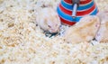 Cute Exotic Red-eyed Lilac Dwarf Campbell Hamster eating pet food. Campbell Hamster is known as Russian Dwarf, Siberian Dwarf,