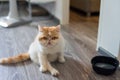 Cute Exotic shorthair cat in house Royalty Free Stock Photo