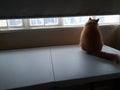 cute exotic shorthair cat looking outside the window