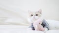 Cute exotic shorthair cat sleeping rest and lying on the couch with the doll on sofa Royalty Free Stock Photo