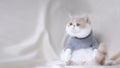 Cute exotic shorthair cat sleeping rest and lying on the couch with the doll on sofa