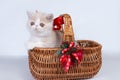 Cute exotic Shorthair kitten in a basket with fir branches, cones and Christmas decorations Royalty Free Stock Photo