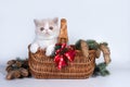 Cute exotic Shorthair kitten in a basket with fir branches, cones and Christmas decorations Royalty Free Stock Photo