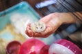 Cute Exotic Tricolor Female Baby Winter White Dwarf Hamster standing on owner hand inside the cage. Winter White Hamster is also k