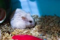 Cute Exotic Winter White Dwarf Hamster looking sad and lonely, feeling and emotion concept, begging for pet food. Winter White