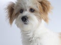 Cute expressive white mixed breed dog with red ears Royalty Free Stock Photo