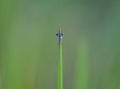 cute eye of damselfly behind the grass Royalty Free Stock Photo