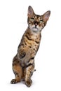 F6 Savannah cat on white background