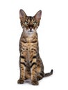 F6 Savannah cat on white background