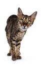 F6 Savannah cat on white background