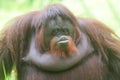 cute face of an adult orangutan