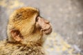 Cute face of berber monkey