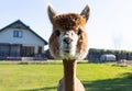 Cute Face of Brown Alpaca Animal in Backyard on Foreground, New Building, House, Green Royalty Free Stock Photo