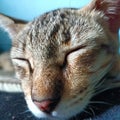 The cute face of the cat is sleeping and resting peacefully.