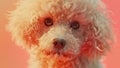 cute face of a dog on peach fuzz background
