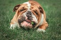 Cute face of English bulldog Royalty Free Stock Photo