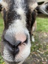 cute face of an inquisitive goat Royalty Free Stock Photo