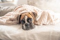 cute face 9 months old purebred golden puppy german boxer dog closeup sleeping under blanket warming up cuddling Royalty Free Stock Photo