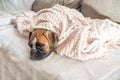 cute face 9 months old purebred golden puppy german boxer dog closeup sleeping under blanket warming up cuddling Royalty Free Stock Photo