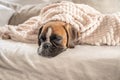 cute face 9 months old purebred golden puppy german boxer dog closeup sleeping under blanket warming up cuddling Royalty Free Stock Photo