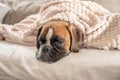 cute face 9 months old purebred golden puppy german boxer dog closeup sleeping under blanket warming up cuddling Royalty Free Stock Photo