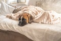 cute face 9 months old purebred golden puppy german boxer dog closeup sleeping under blanket warming up cuddling Royalty Free Stock Photo