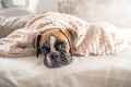 cute face 9 months old purebred golden puppy german boxer dog closeup sleeping under blanket warming up cuddling Royalty Free Stock Photo