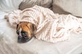 cute face 9 months old purebred golden puppy german boxer dog closeup sleeping under blanket warming up cuddling Royalty Free Stock Photo