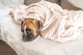 cute face 9 months old purebred golden puppy german boxer dog closeup sleeping under blanket warming up cuddling Royalty Free Stock Photo